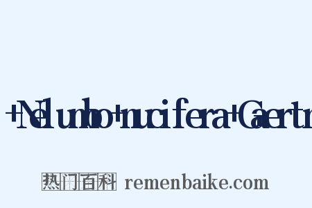  Nelumbo nucifera Gaertn是什么意思的图片